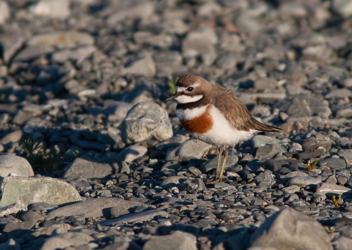 Double-banded Plover - ML637136811