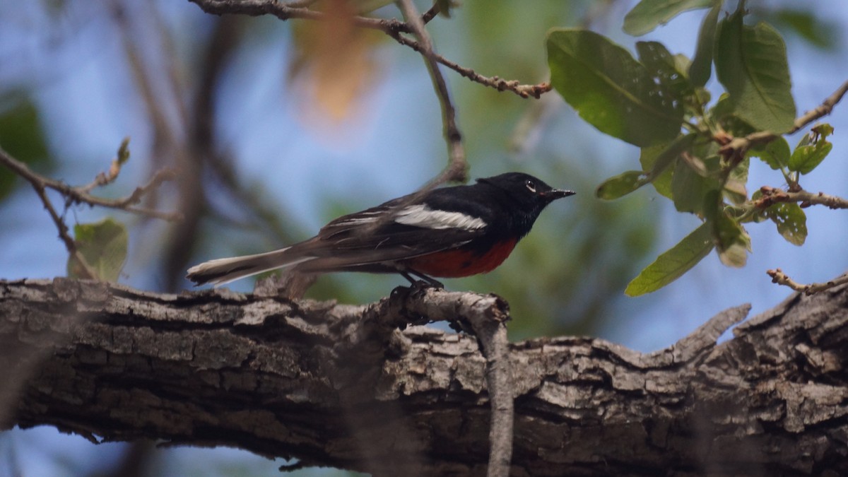 Painted Redstart - ML637136815