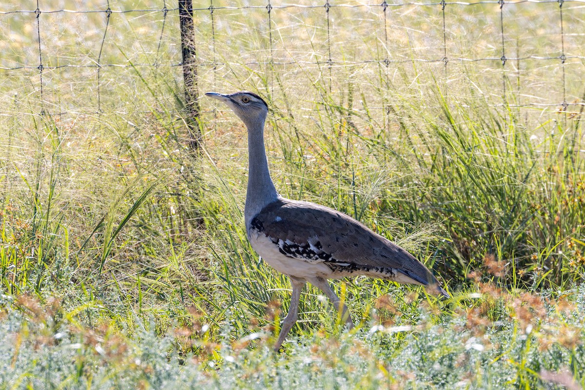 Australian Bustard - ML637136819