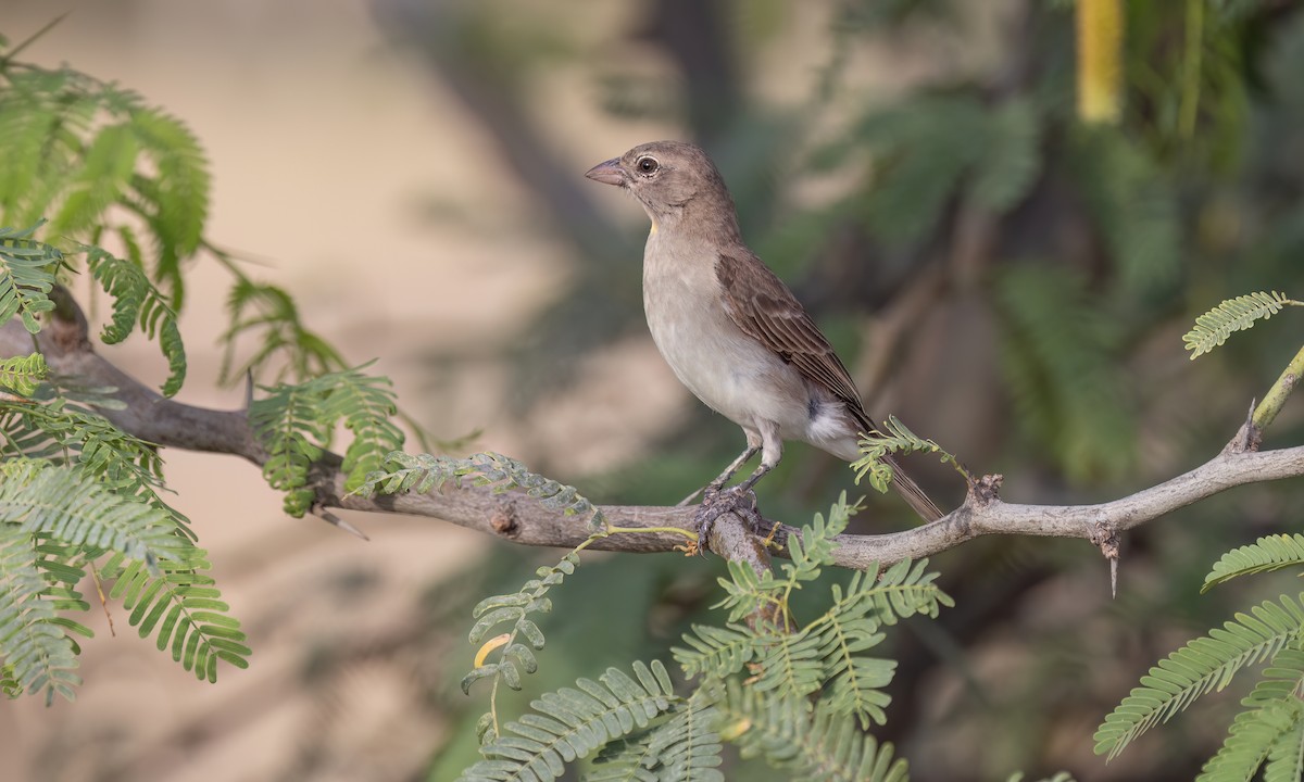Yellow-spotted Bush Sparrow - ML637136820