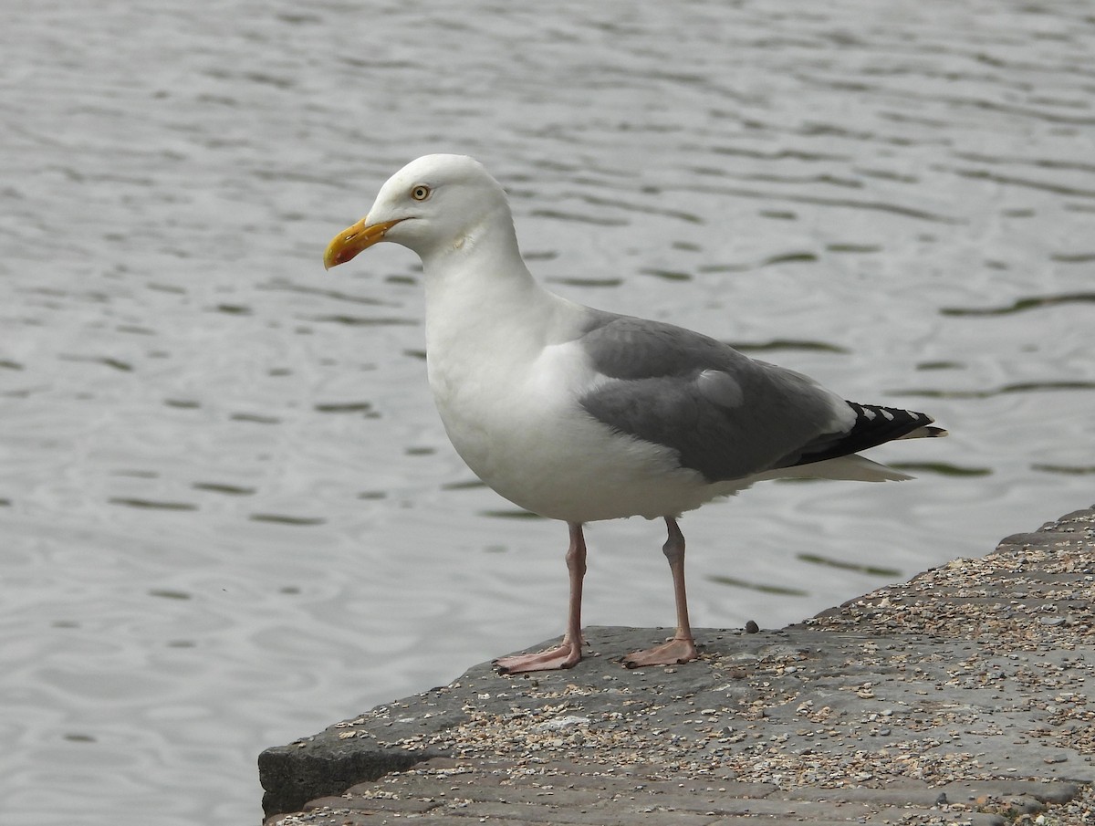 European Herring Gull - ML637136821