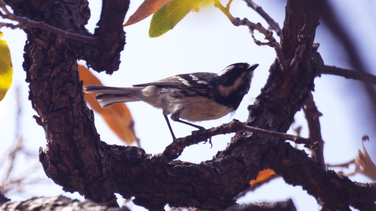 Black-throated Gray Warbler - ML637136822