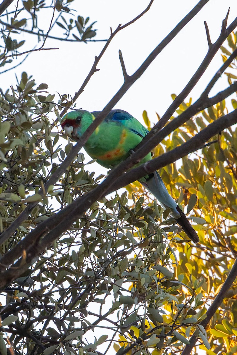 Australian Ringneck (Mallee) - ML637136823