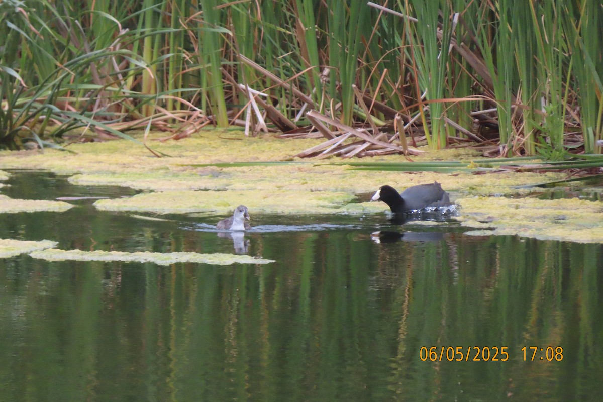 American Coot - ML637136825