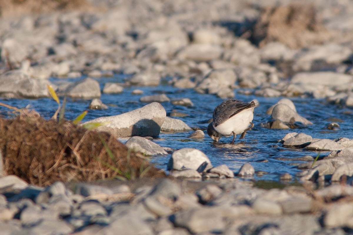 Wrybill - ML637136826