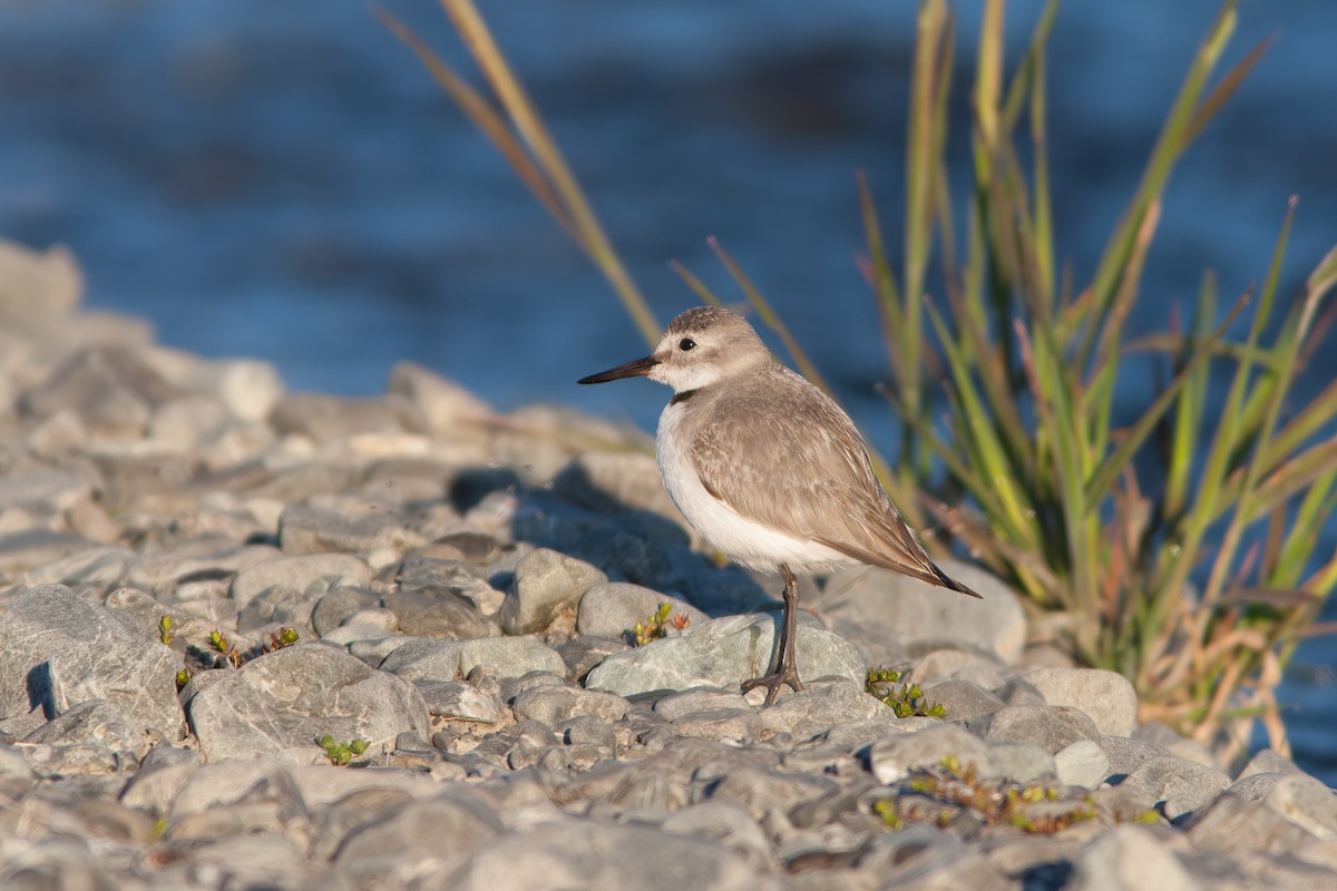 Wrybill - ML637136827