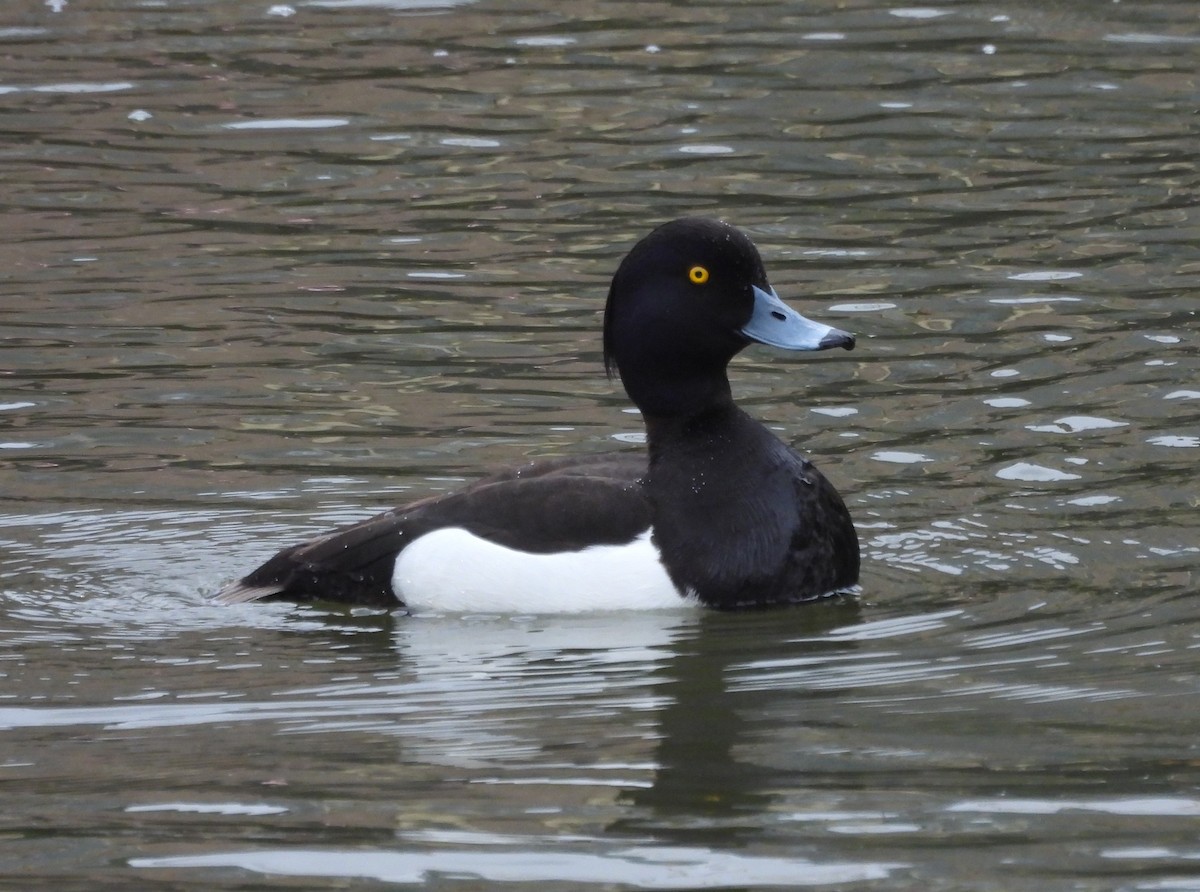 Tufted Duck - ML637136828