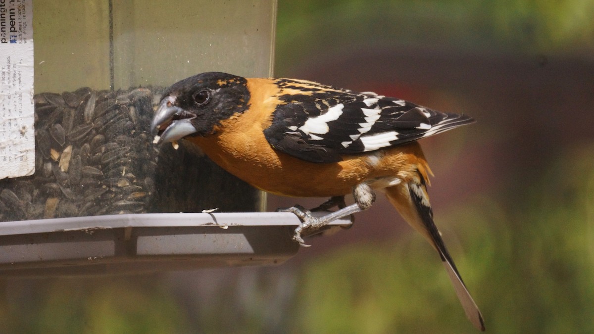 Black-headed Grosbeak - ML637136829