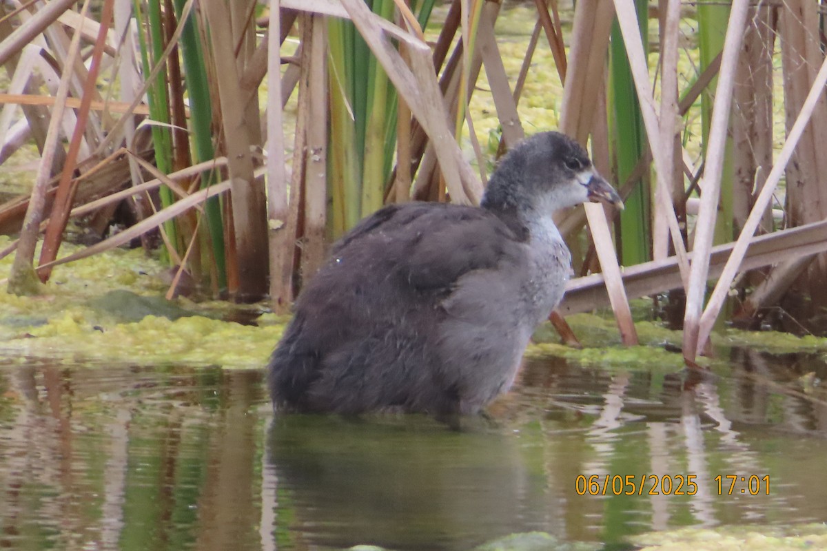American Coot - ML637136833