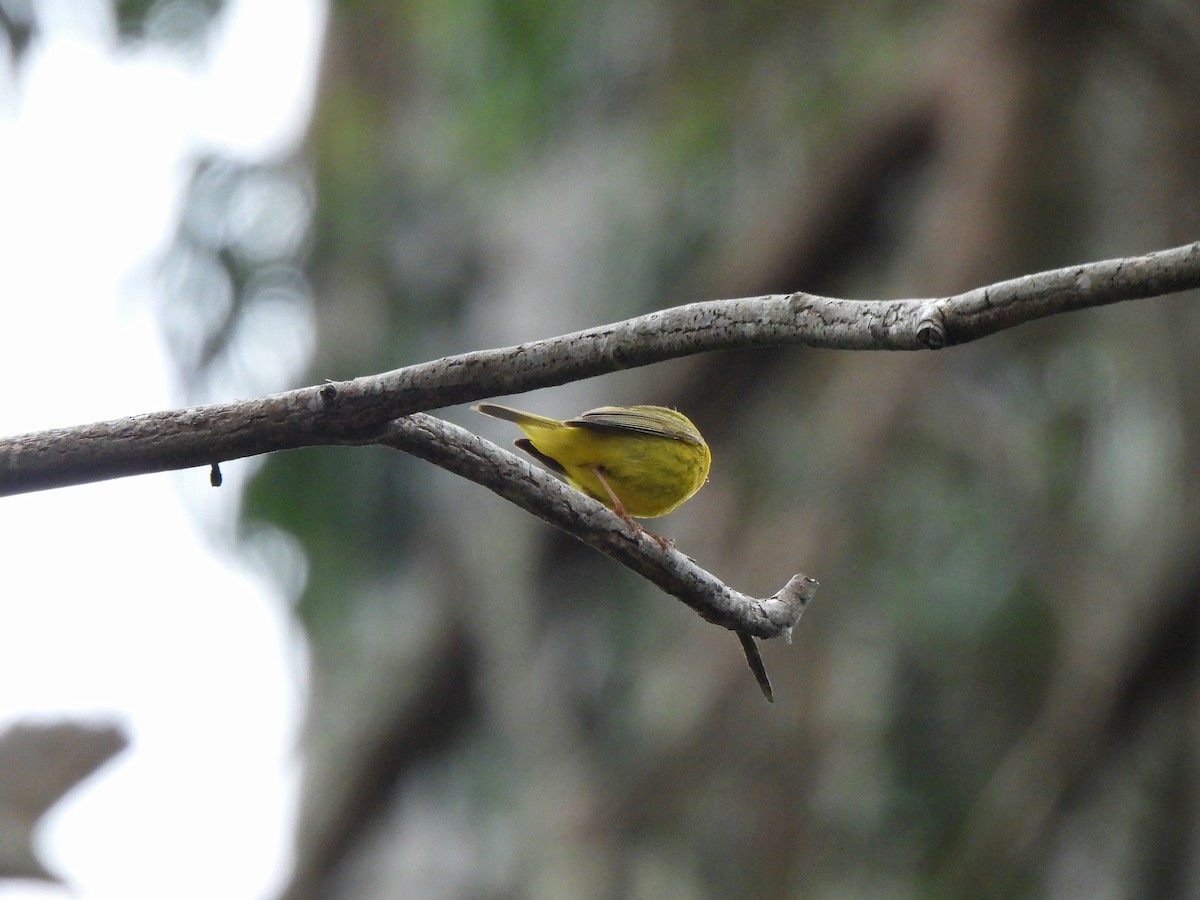 Wilson's Warbler - ML637136840