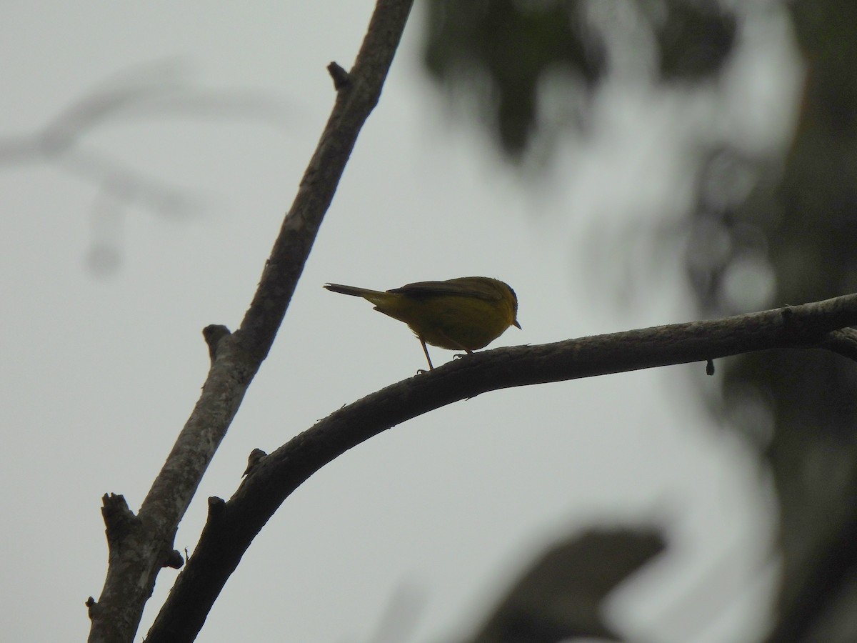 Wilson's Warbler - ML637136841
