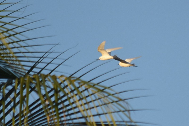 White Tern (Pacific) - ML637136842