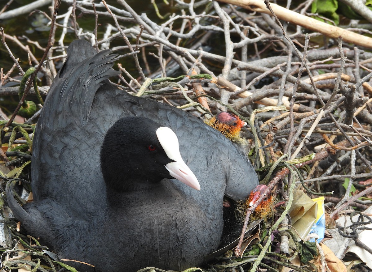 Eurasian Coot - ML637136843