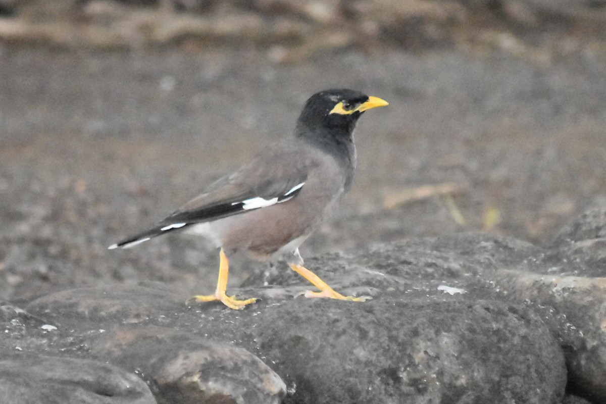 Common Myna - ML637136845