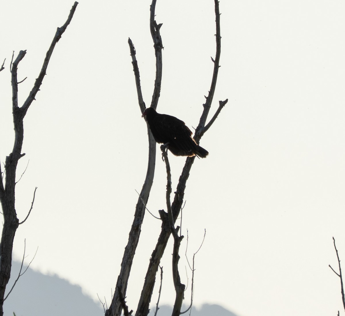 Turkey Vulture - ML637136846