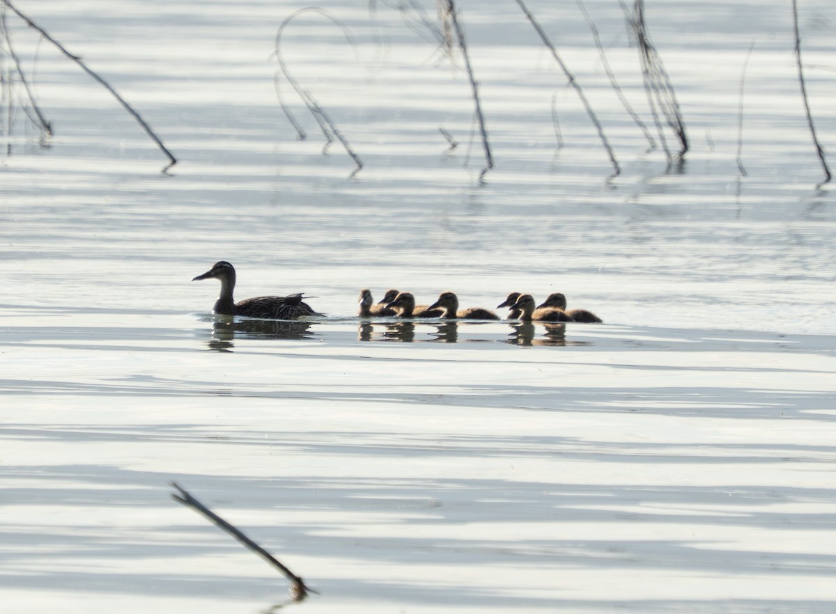 Mallard - ML637136849