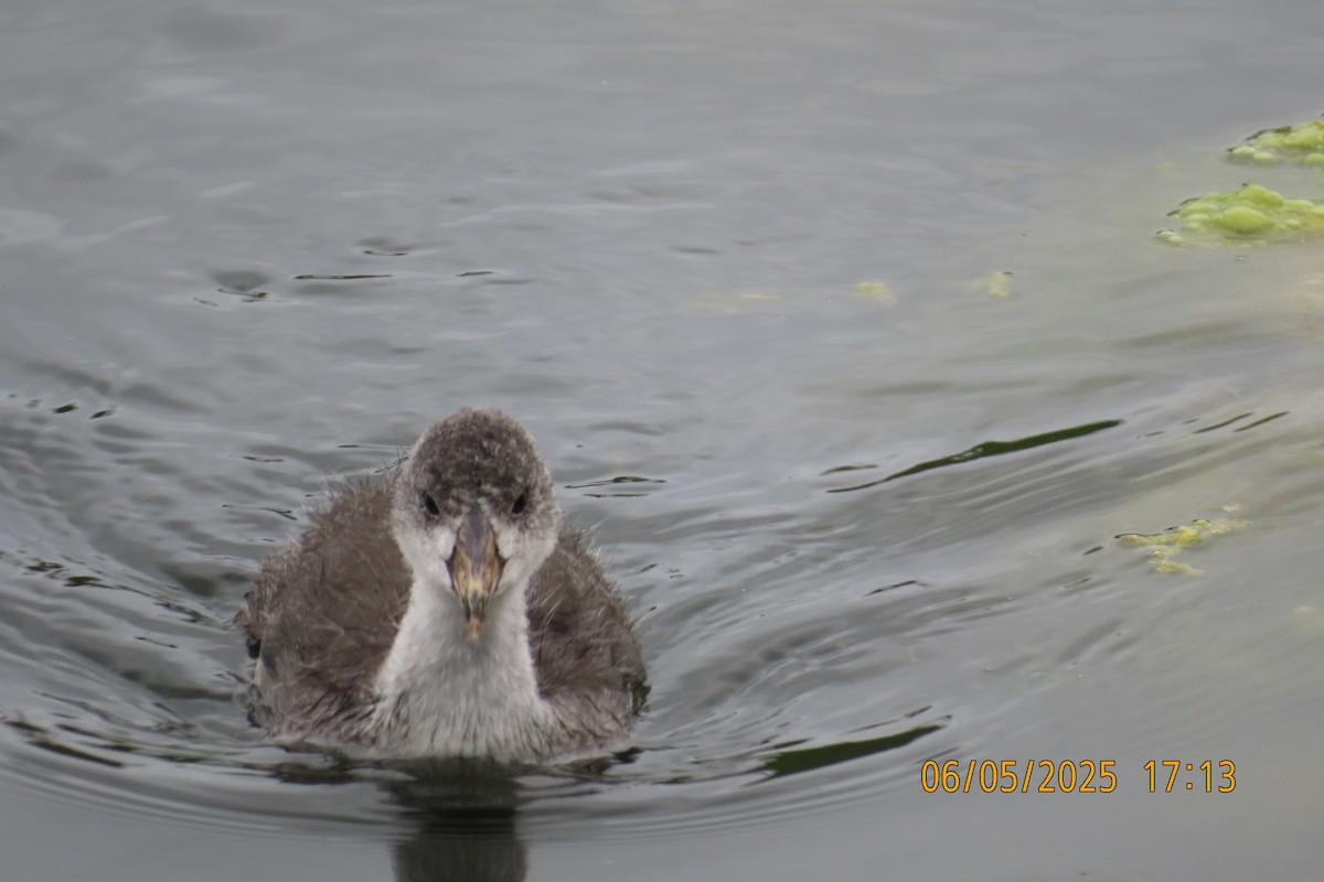 American Coot - ML637136850