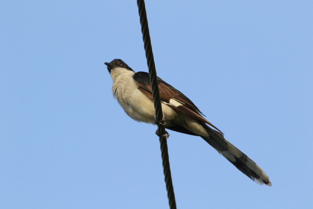 Pied Cuckoo - ML637136866