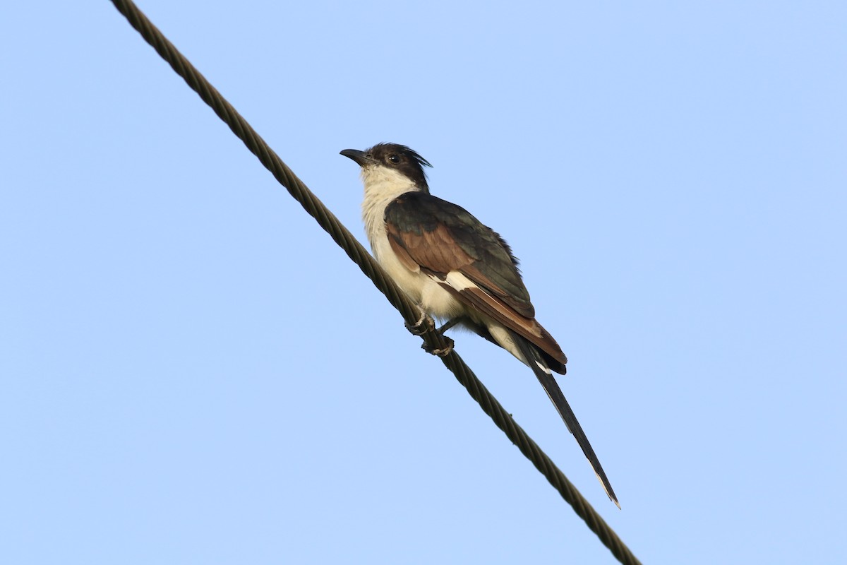 Pied Cuckoo - ML637136867