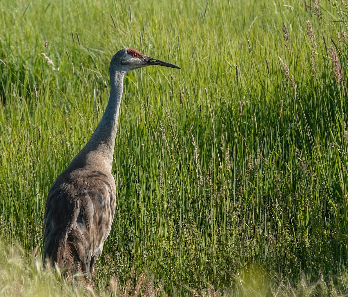 Sandhill Crane - ML637136870