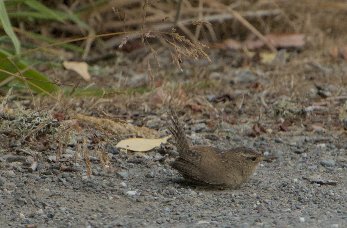 Marsh Wren - ML637136877