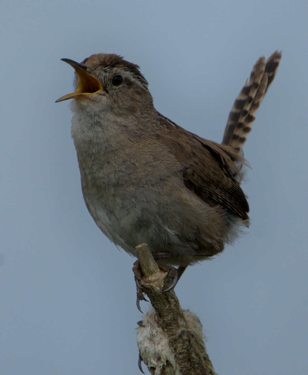 Marsh Wren - ML637136878