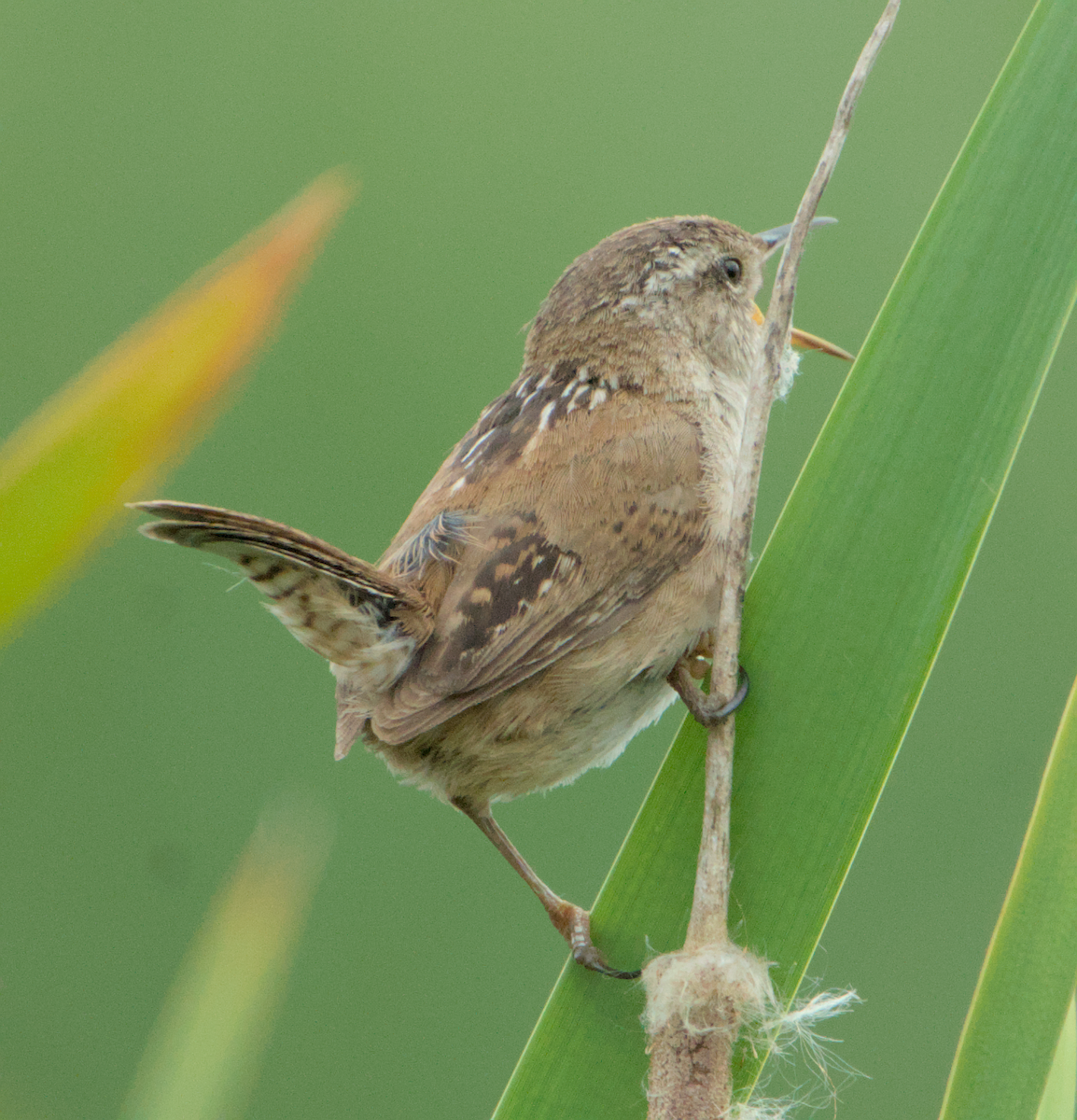 Marsh Wren - ML637136879