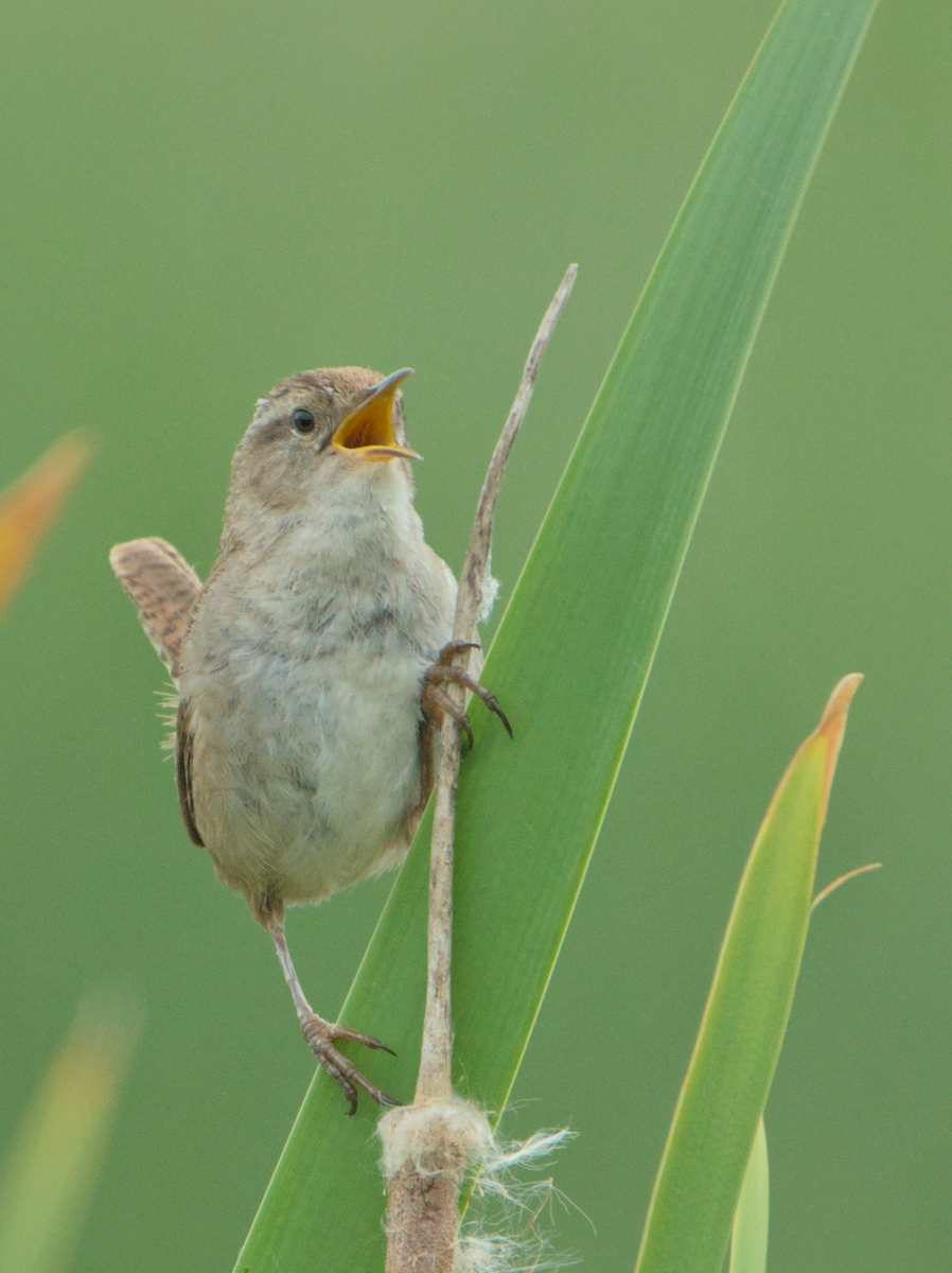 Marsh Wren - ML637136880