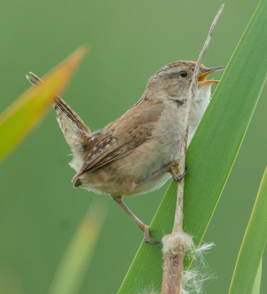 Marsh Wren - ML637136882