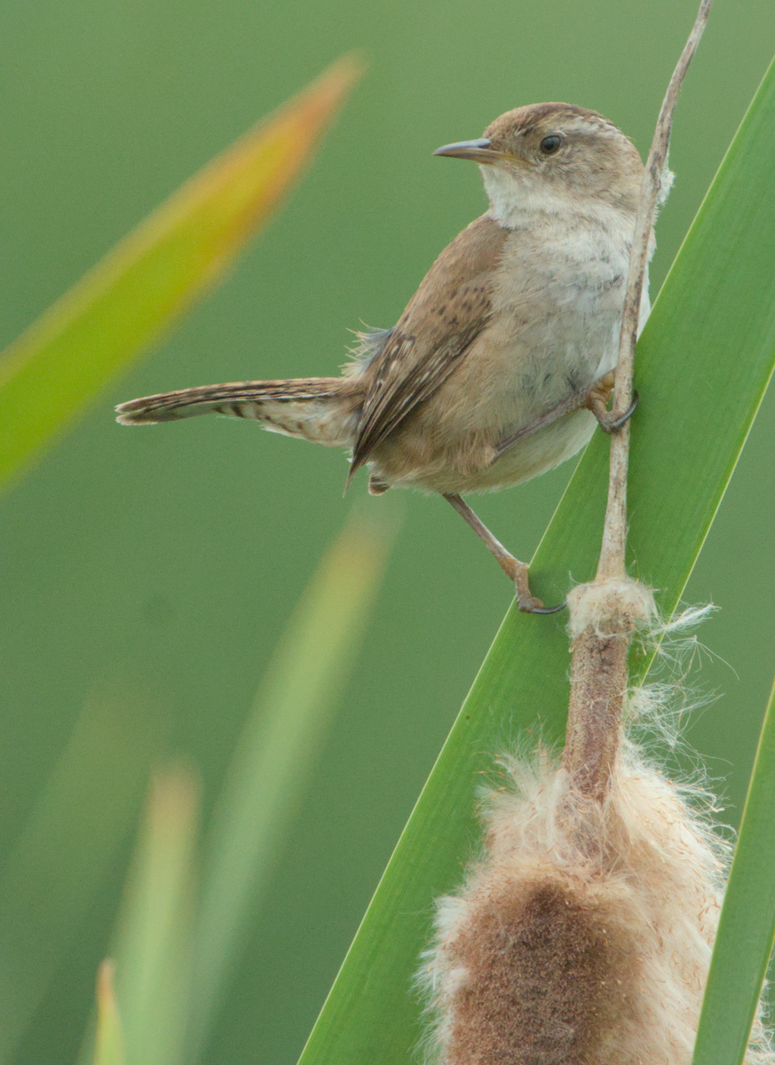 Marsh Wren - ML637136883
