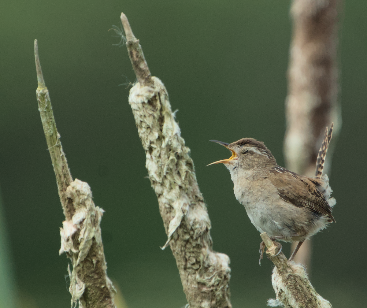Marsh Wren - ML637136885