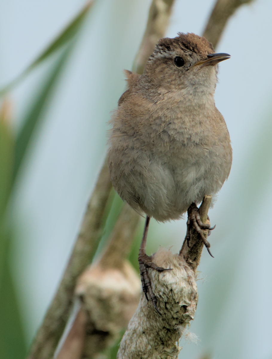 Marsh Wren - ML637136886
