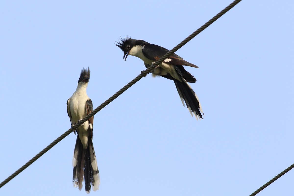 Pied Cuckoo - ML637136888
