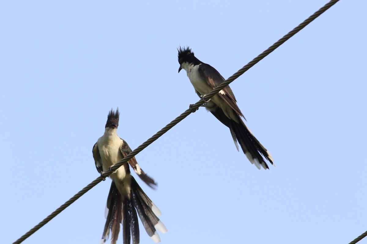 Pied Cuckoo - ML637136889