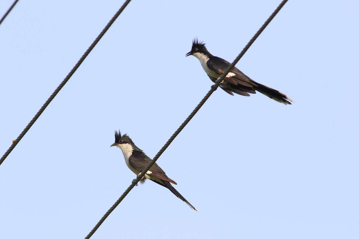 Pied Cuckoo - ML637136890