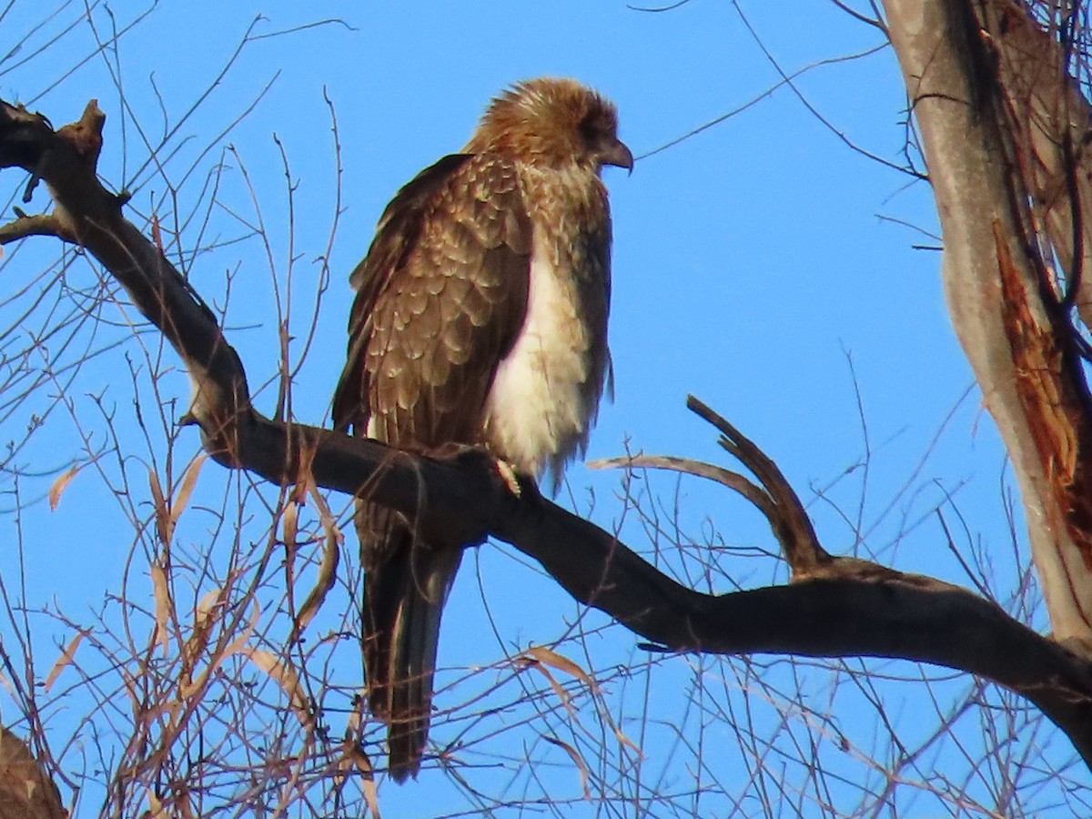 Whistling Kite - ML637136891