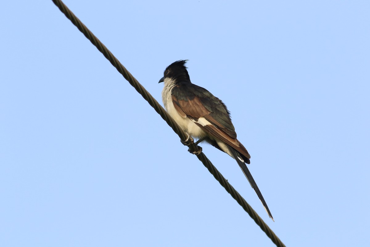 Pied Cuckoo - ML637136892