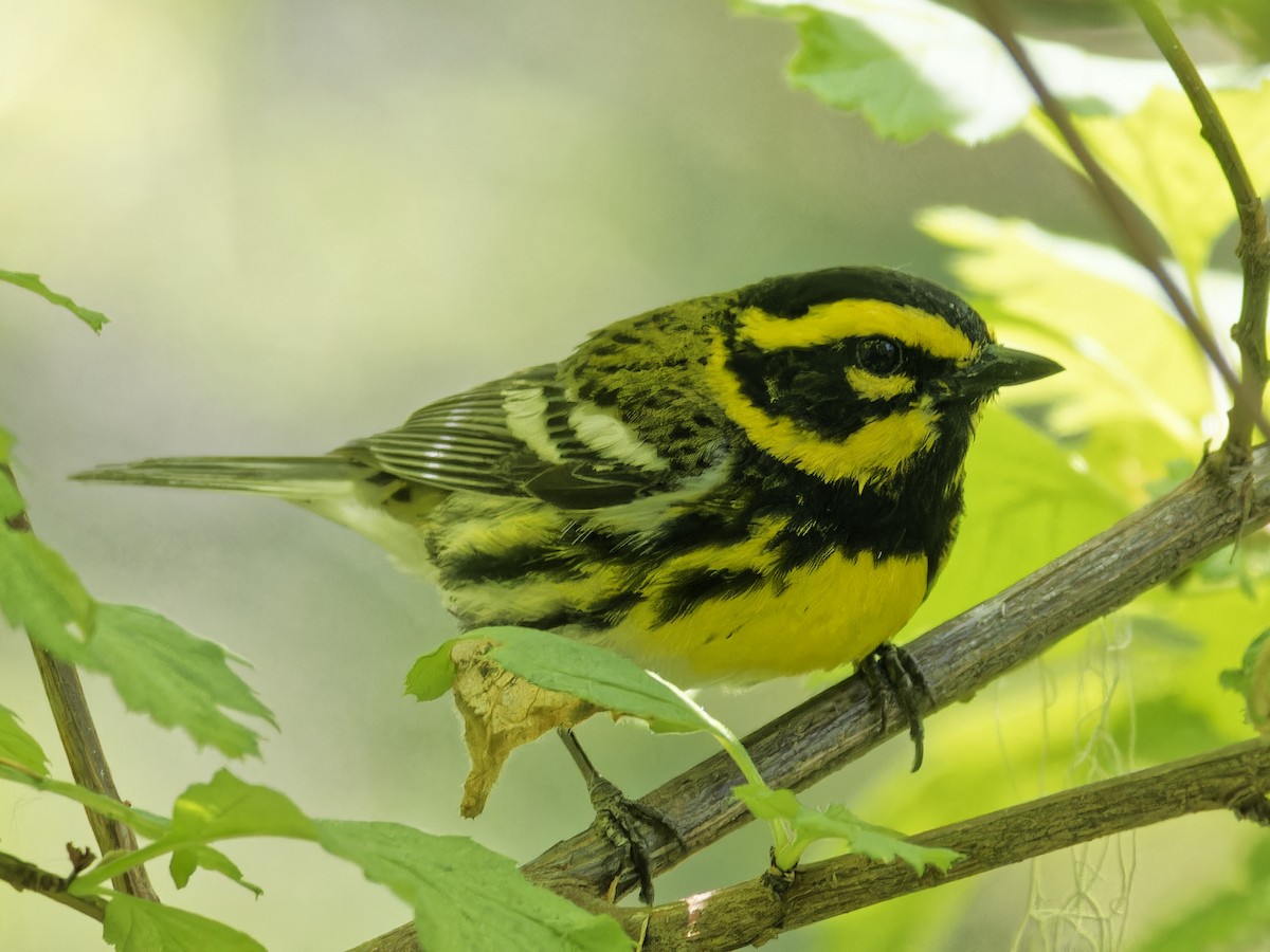 Townsend's Warbler - ML637136894