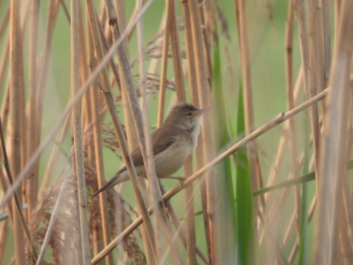 Sedge Warbler - ML637136897