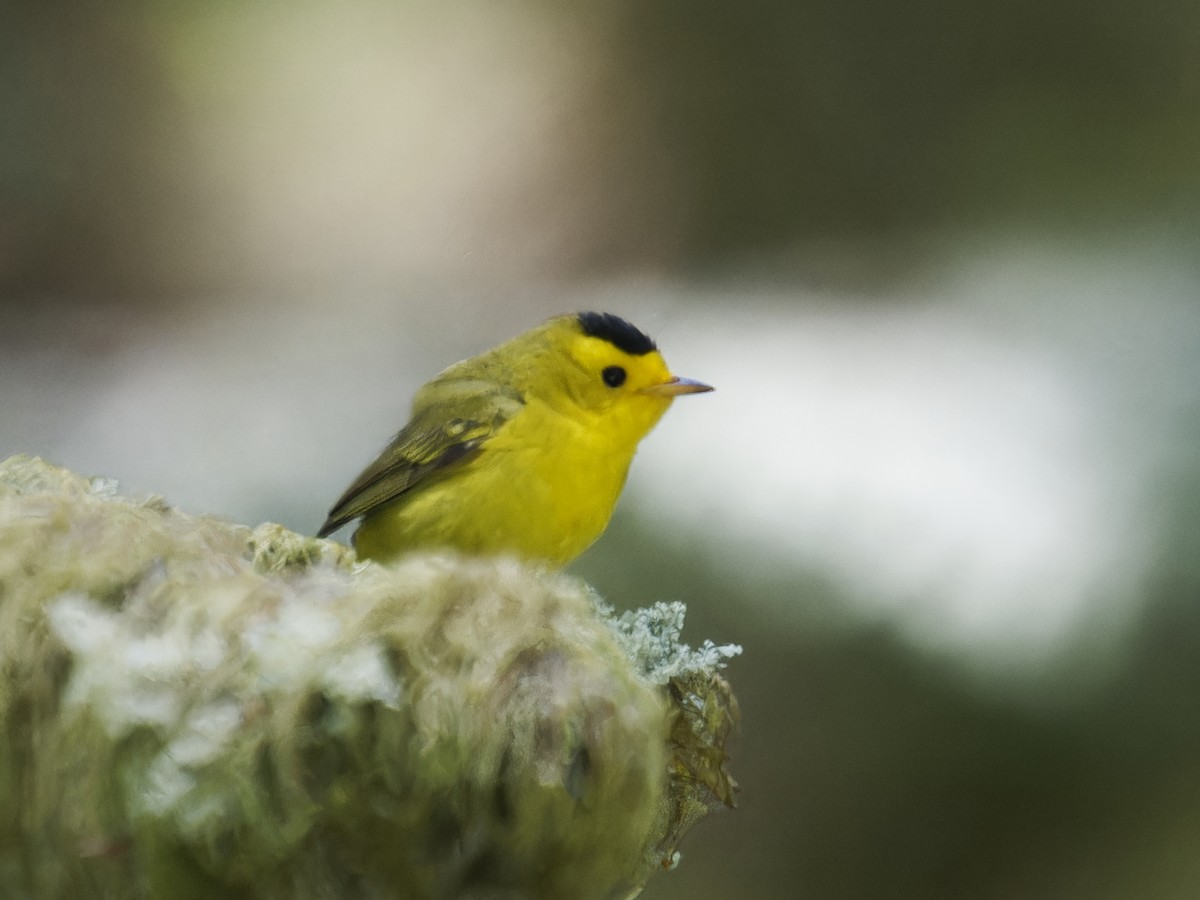Wilson's Warbler - ML637136900