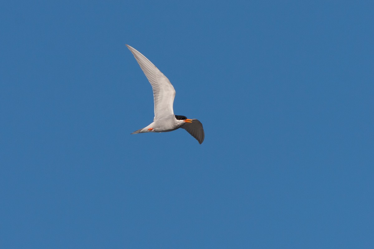 Black-fronted Tern - ML637136901