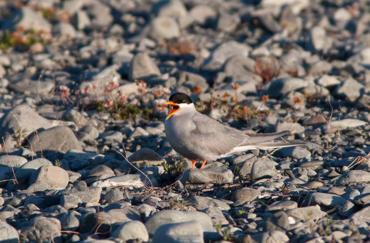 Black-fronted Tern - ML637136902