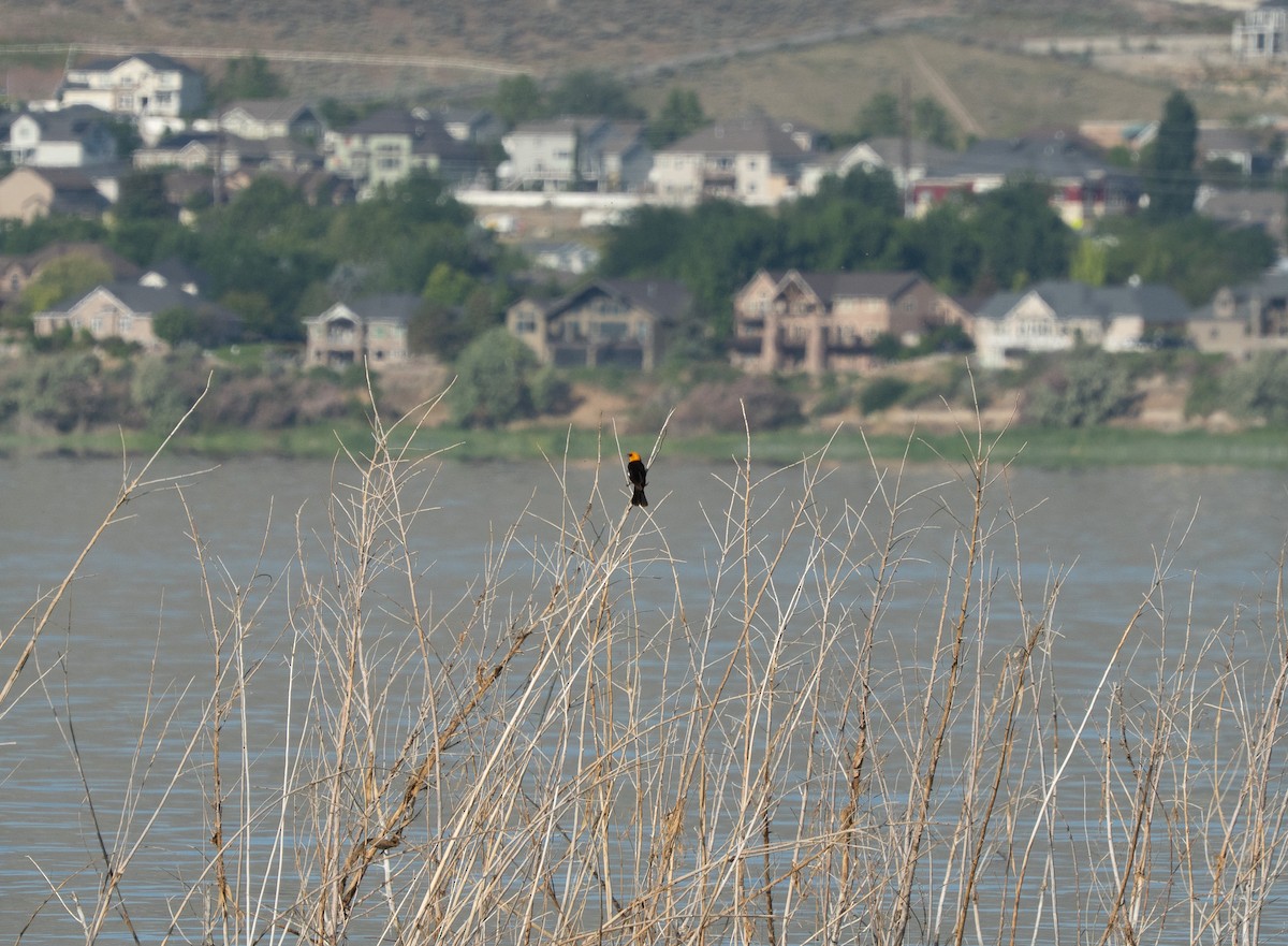 Yellow-headed Blackbird - ML637136903