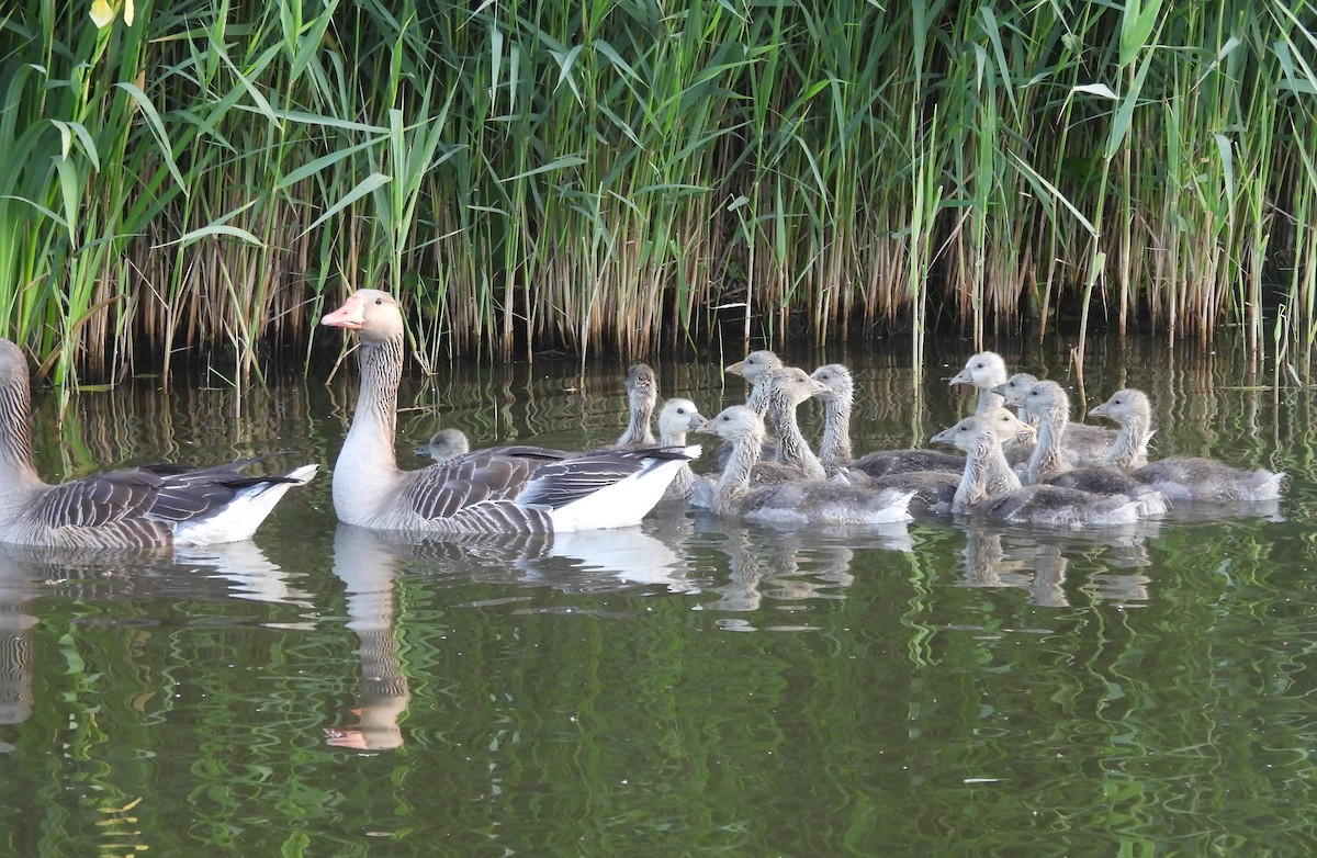 Graylag Goose - ML637136904