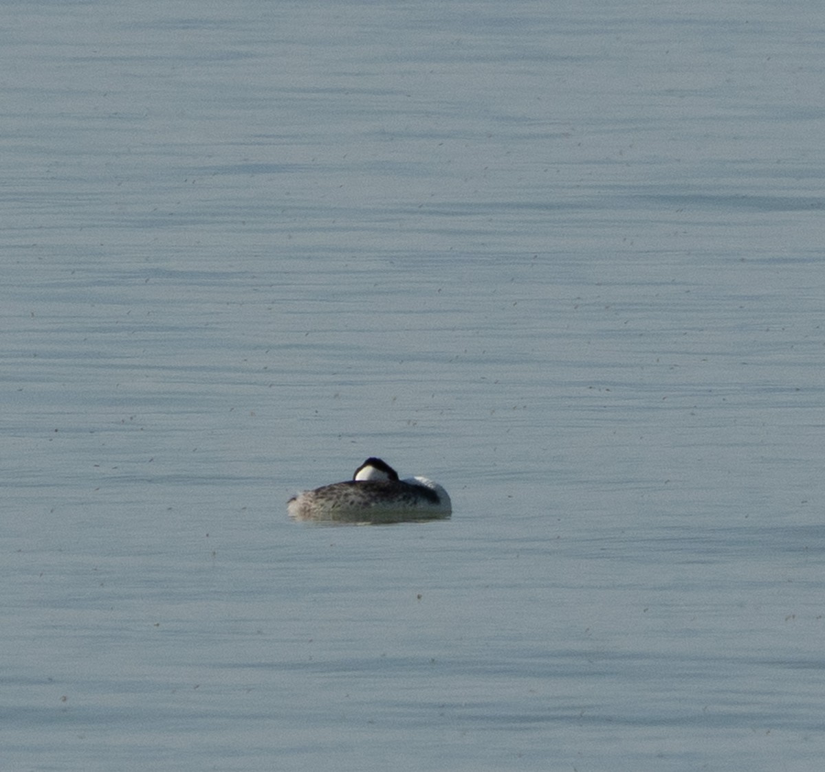 Clark's Grebe - ML637136905