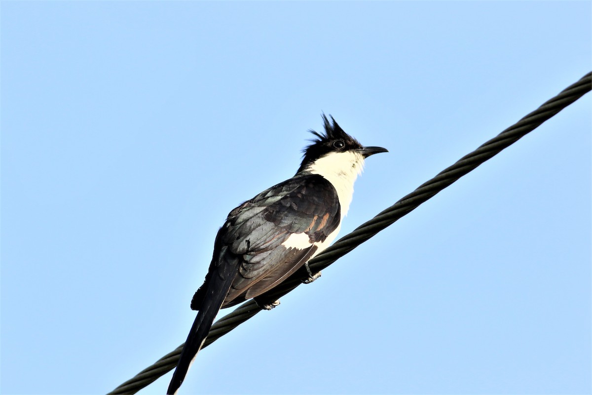 Pied Cuckoo - ML637136906