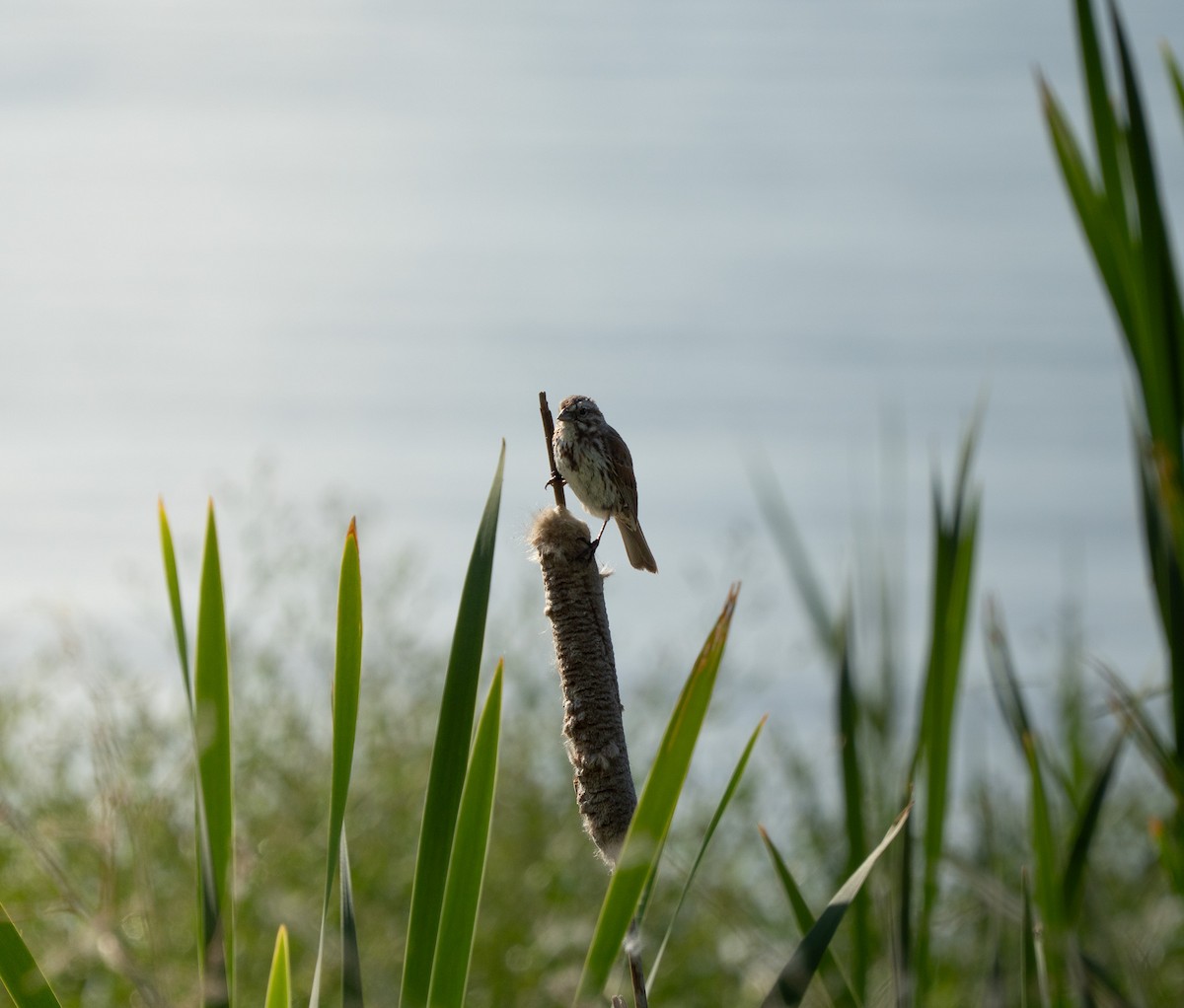 Song Sparrow - ML637136909