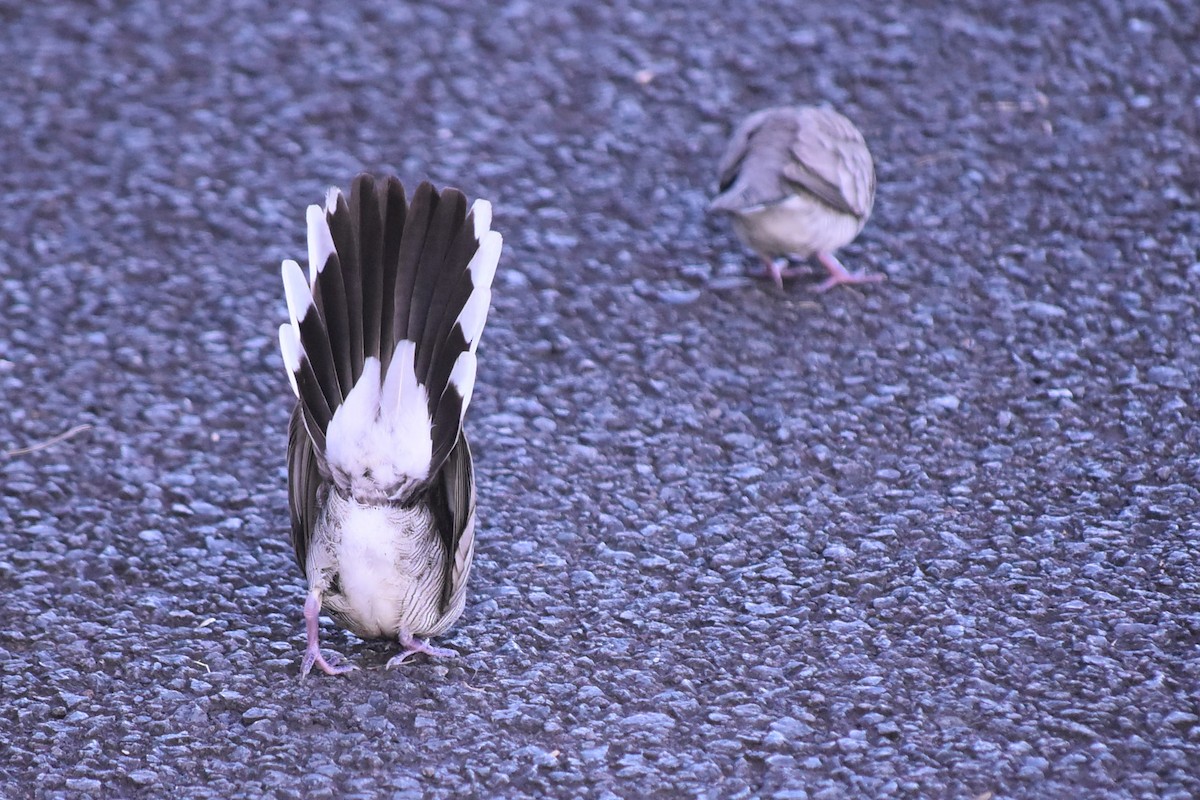 Zebra Dove - ML637136910