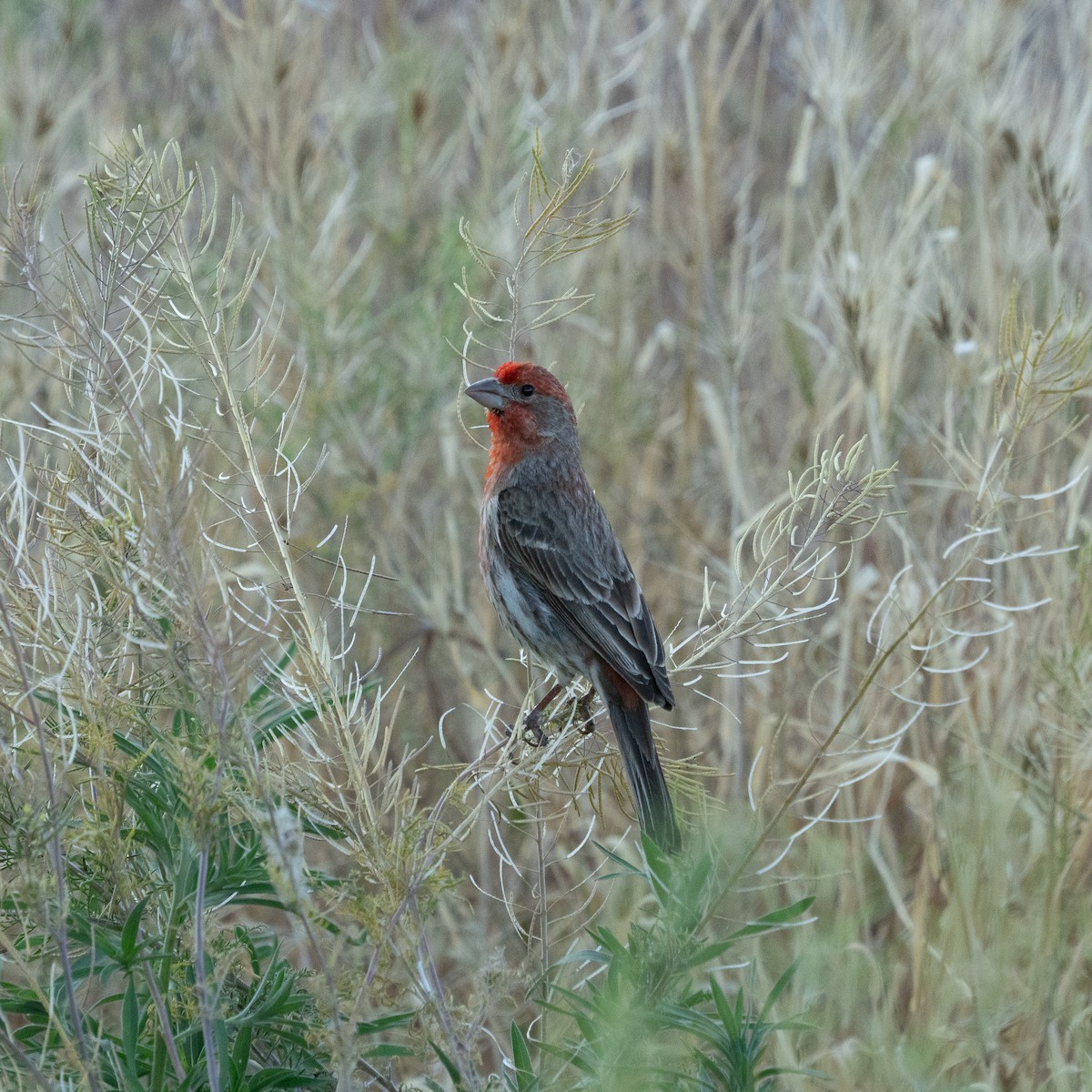 House Finch - ML637136911
