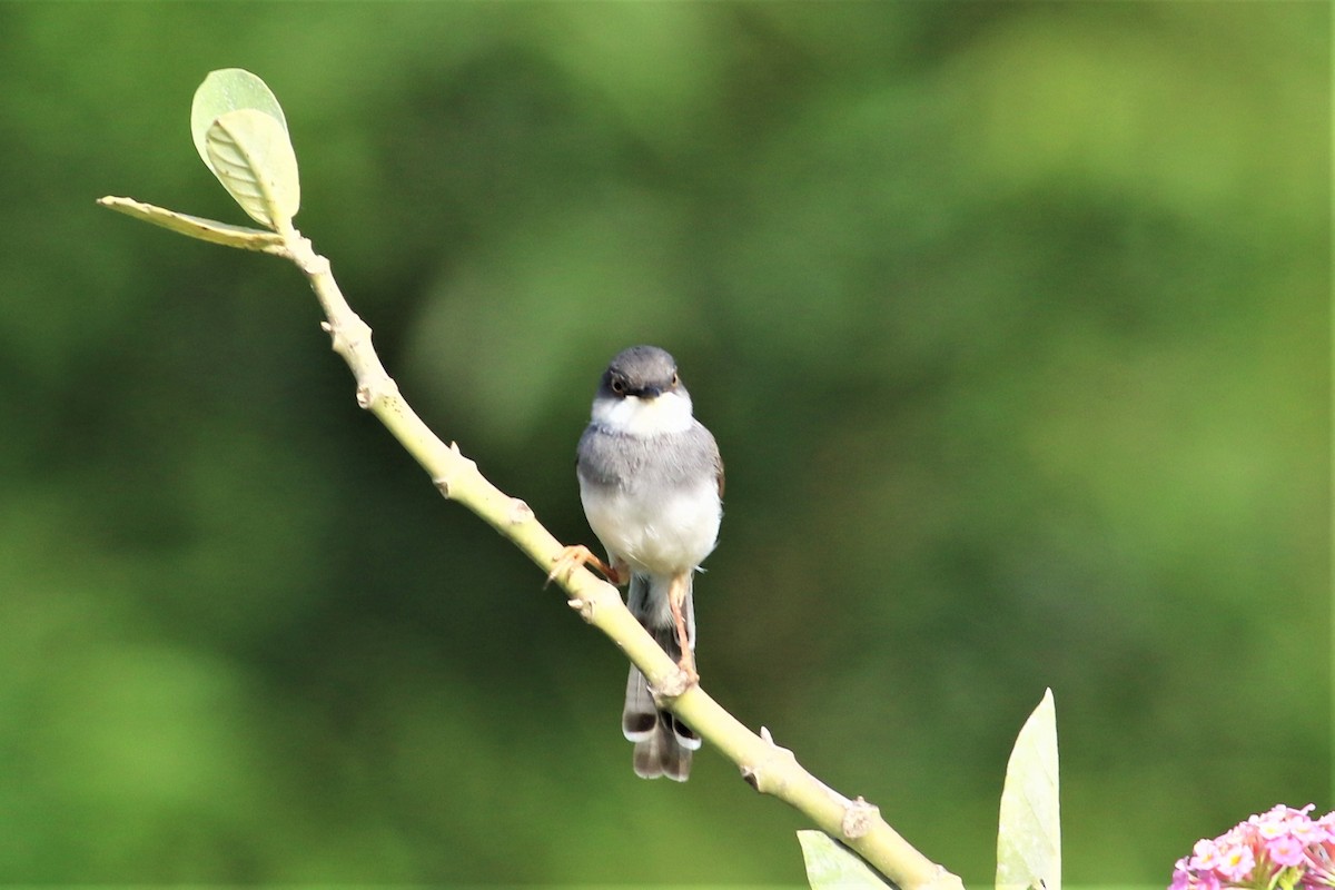Gray-breasted Prinia - ML637136920